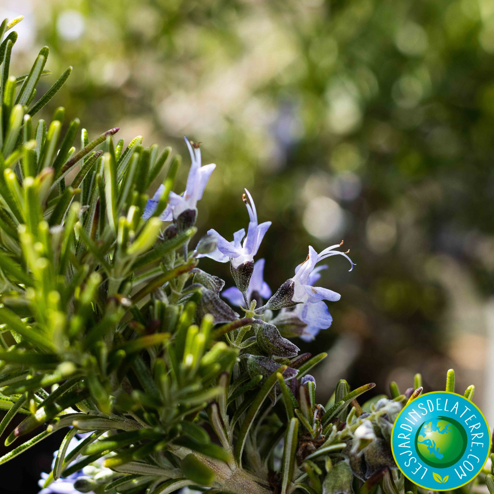 Romarin - Rosmarinus officinalis... Romarin - Rosmarinus officinalis...