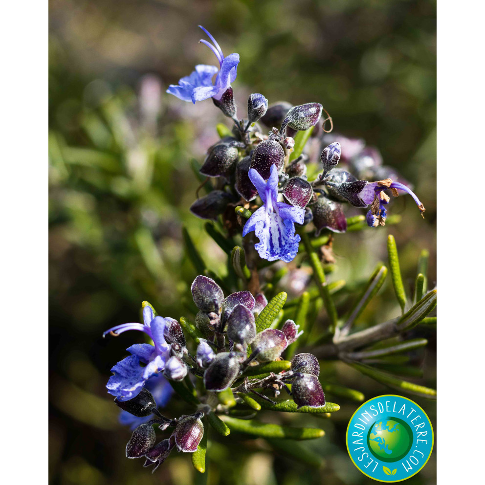 Romarin - Rosmarinus officinalis... Romarin - Rosmarinus officinalis...