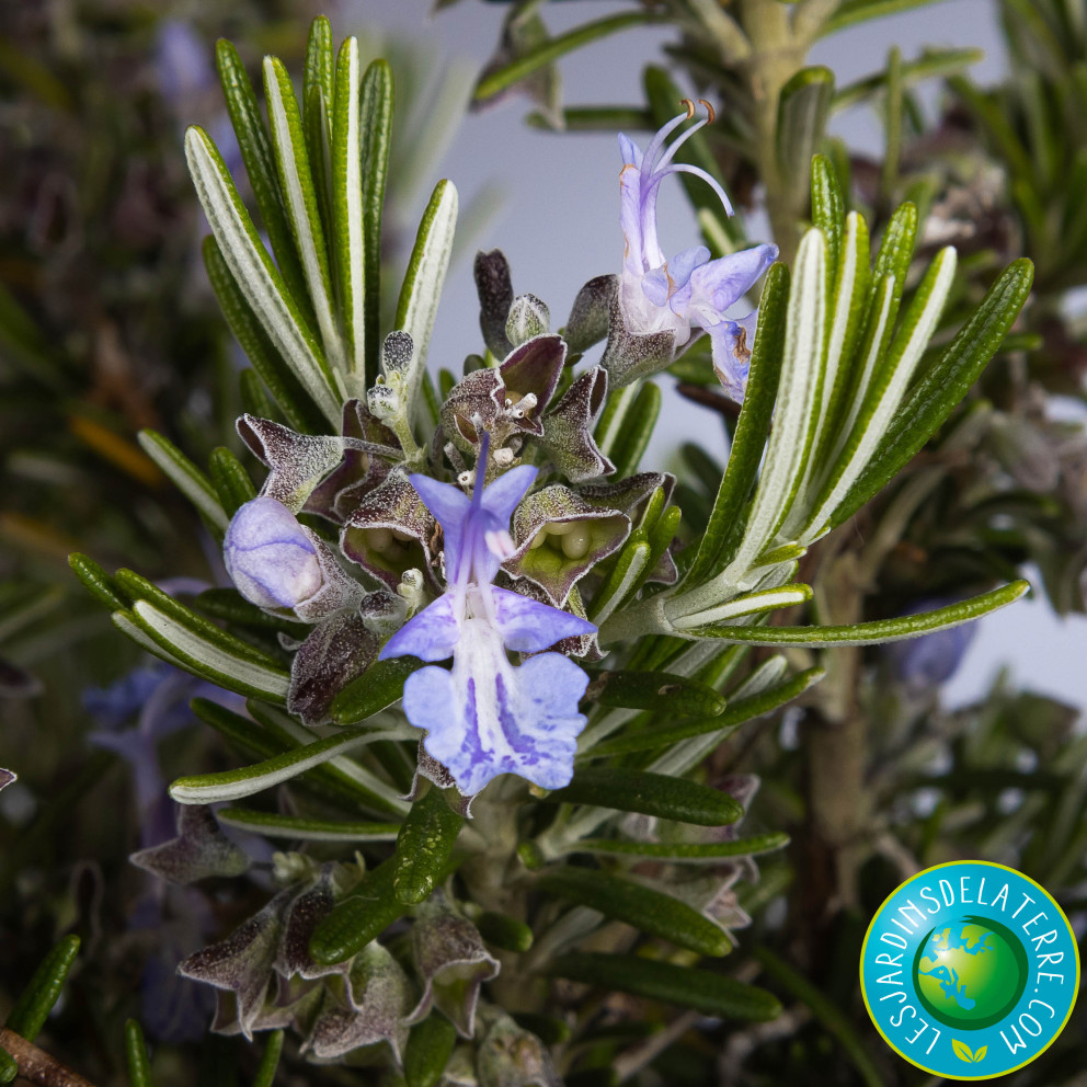 Romarin - Rosmarinus officinalis... Romarin - Rosmarinus officinalis...