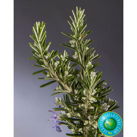 Romarin - Rosmarinus officinalis 'Pointe du Raz'