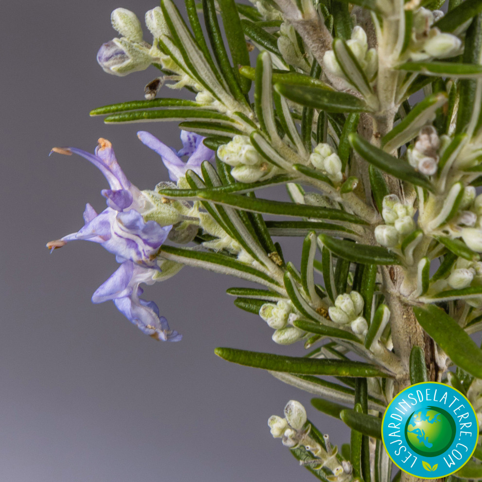 Romarin - Rosmarinus officinalis 'Pointe du Raz