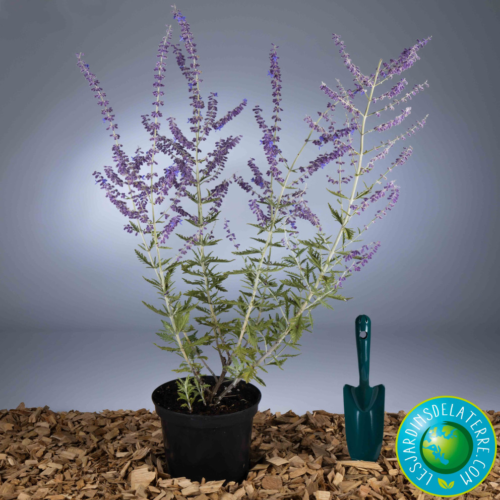 photo pot de perovskia