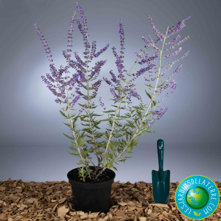 photo pot de perovskia