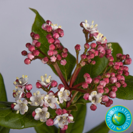 fleur de Viburnum tinus 'Gwenllian' fleur de Viburnum tinus 'Gwenllian'
