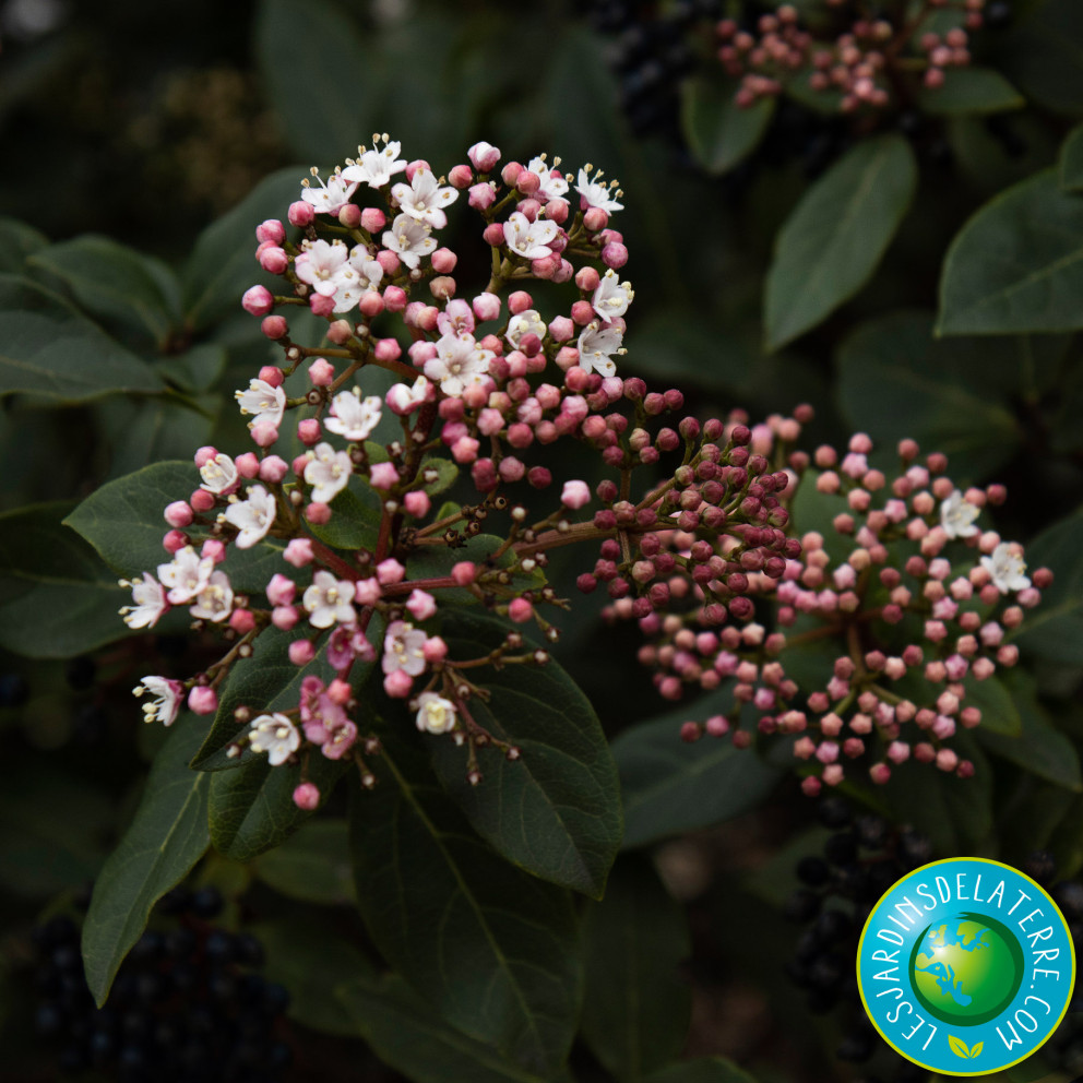 fleurs et bourgeons de Viburnum tinus 'Gwenllian' fleurs et bourgeons de Viburnum tinus 'Gwenllian'