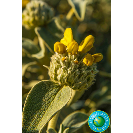 photo fleur Phlomis fructicosa photo fleur Phlomis fructicosa