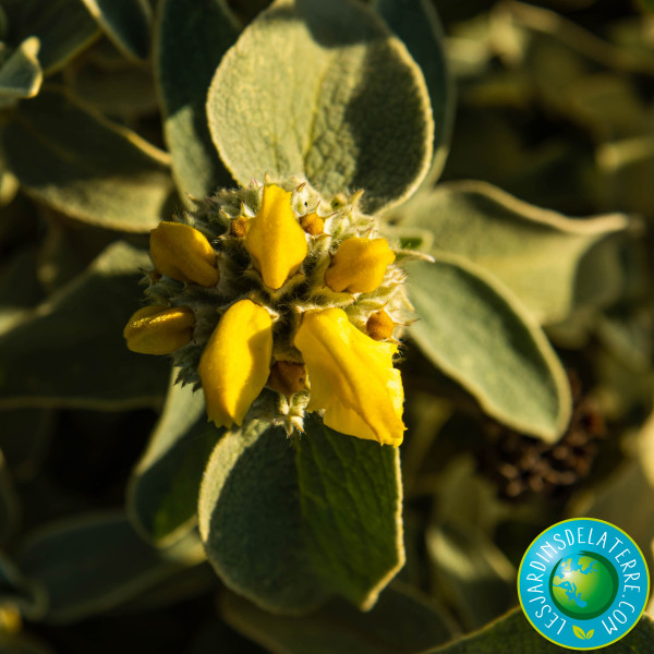 photo fleur Phlomis fructicosa