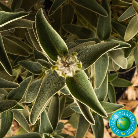 photo feuille Phlomis fructicosa photo feuille Phlomis fructicosa