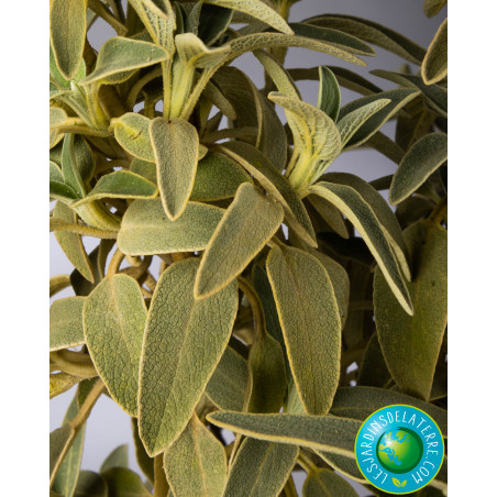 photo feuille Phlomis fructicosa photo feuille Phlomis fructicosa