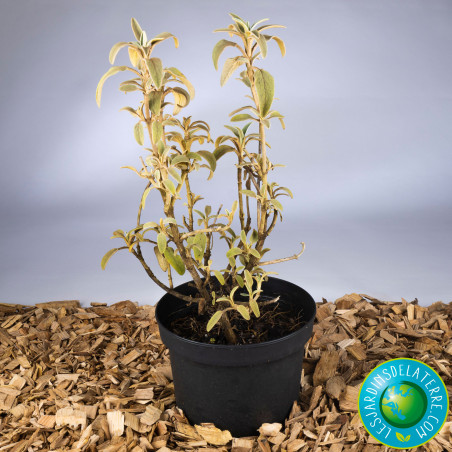 Sauge de Jérusalem - Phlomis fruticosa