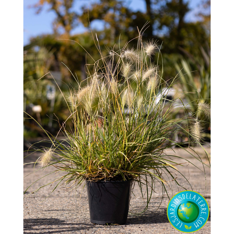 Herbe aux écouvillons - Pennisetum...