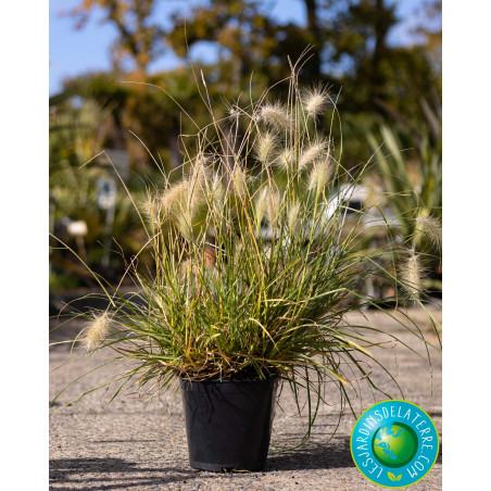 Herbe aux écouvillons - Pennisetum villosum