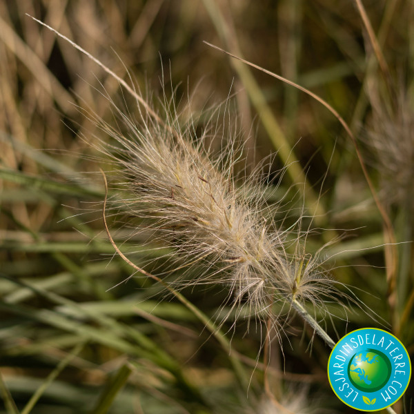 Herbe aux écouvillons -...