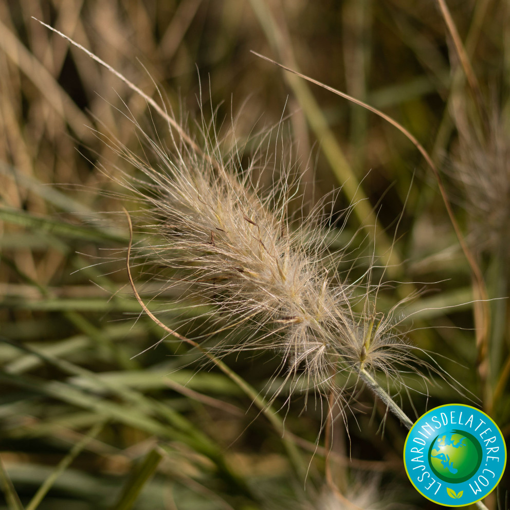 Herbe aux écouvillons - Pennisetum villosum