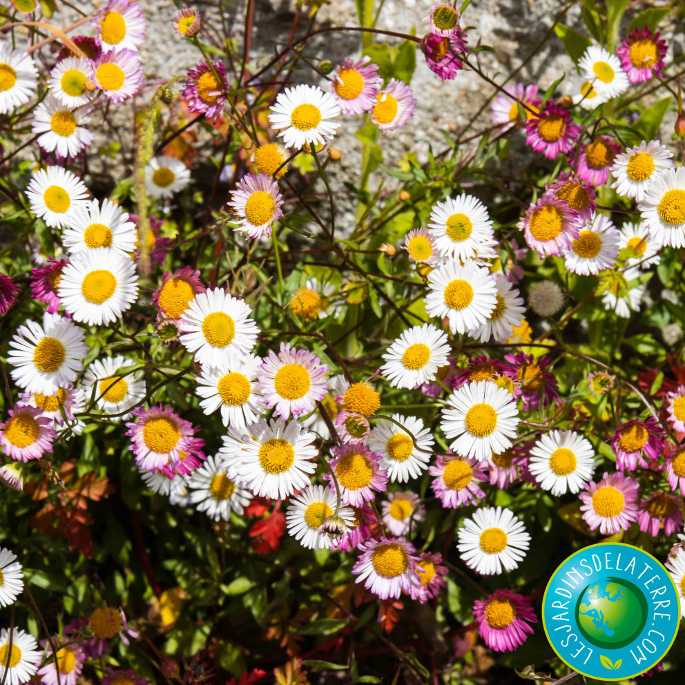 Pâquerette des murailles - Erigeron karvinskianus 'Profusion'