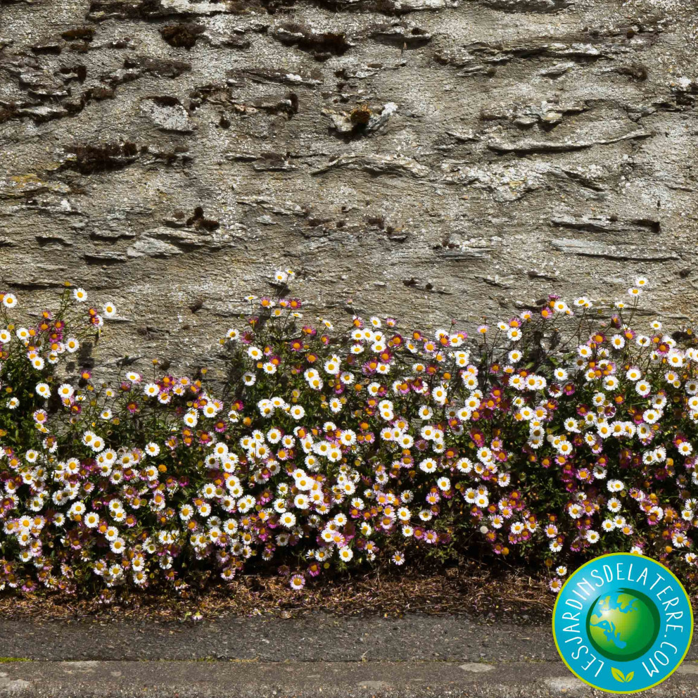Pâquerette des murailles - Erigeron... Pâquerette des murailles - Erigeron...