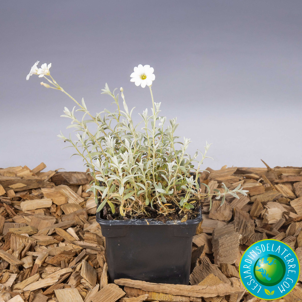 pot cerastium tomentosum