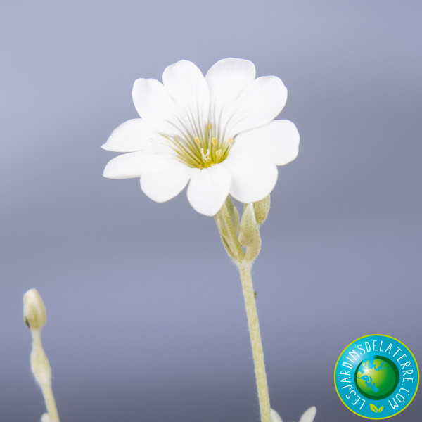 fleur d'oreille de souris