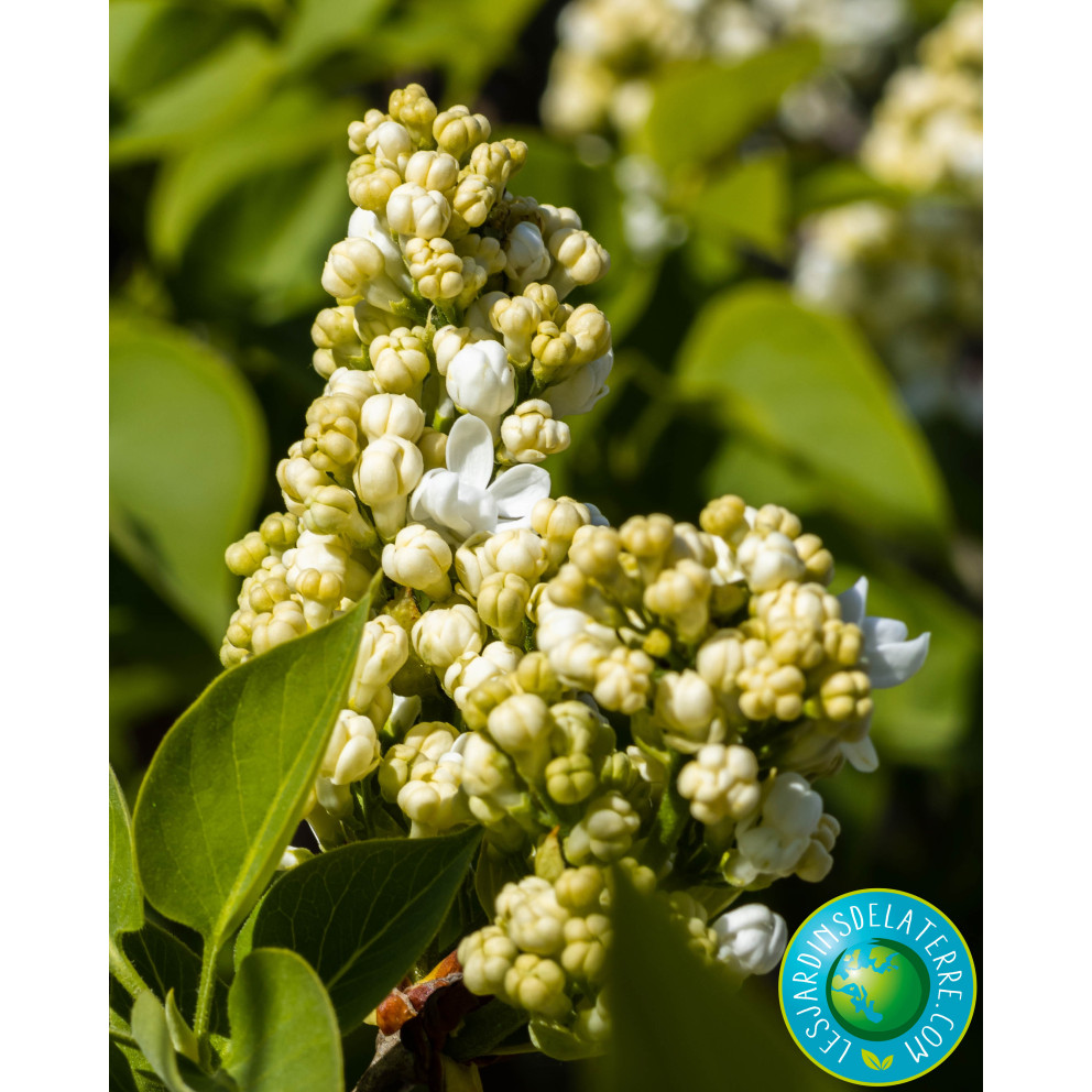 Lilas - Syringa vulgaris 'Madame Lemoine'