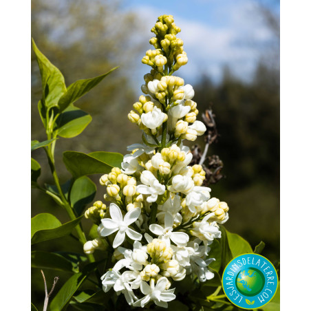Lilas - Syringa vulgaris 'Madame Lemoine'