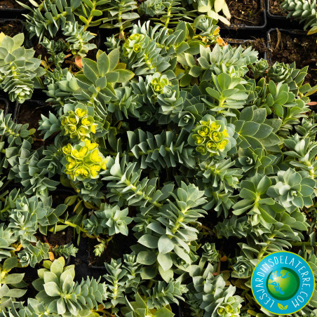 Euphorbe de Corse - Euphorbia myrsinites