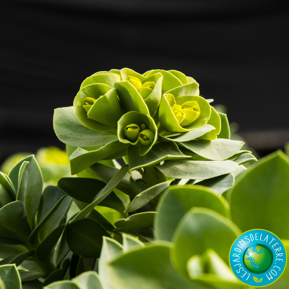 Euphorbe de Corse - Euphorbia myrsinites Euphorbe de Corse - Euphorbia myrsinites