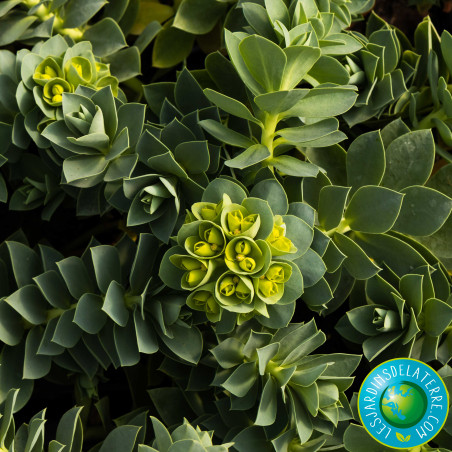 Euphorbe de Corse - Euphorbia myrsinites