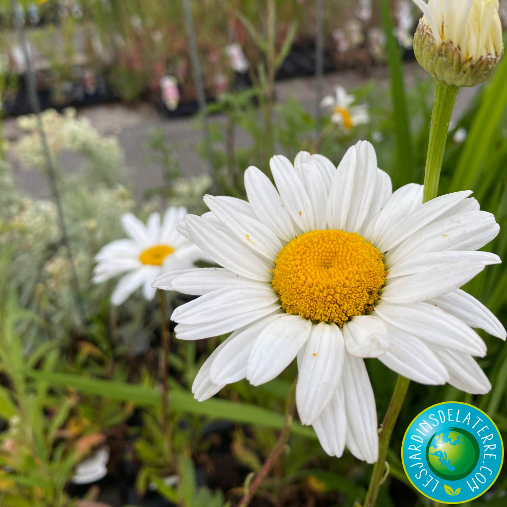 Marguerite d’été - Leucanthemum x superbum 'Polaris'