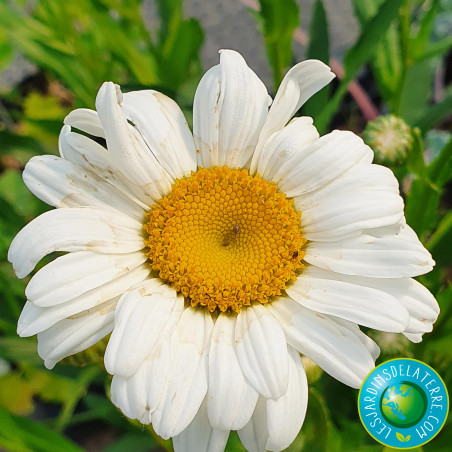 Marguerite d’été - Leucanthemum x superbum 'Polaris'