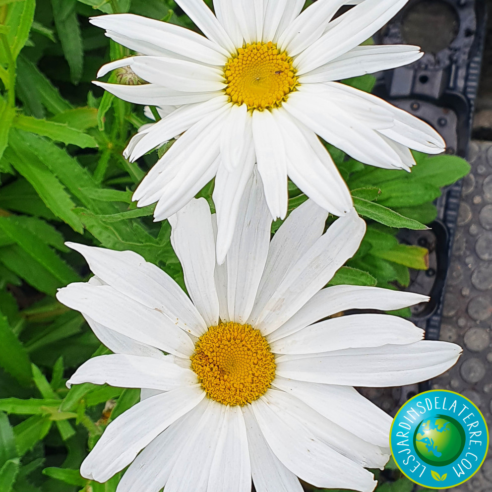 Marguerite d’été - Leucanthemum x superbum 'Silver Princess'