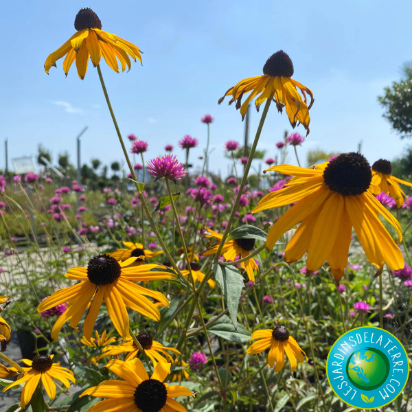 Rudbeckia fulgida 'Goldsturm'