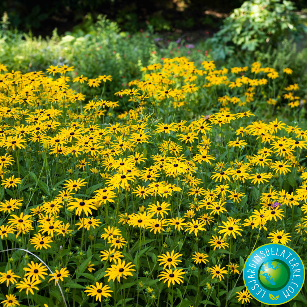 Rudbeckia fulgida 'Goldsturm' Rudbeckia fulgida 'Goldsturm'