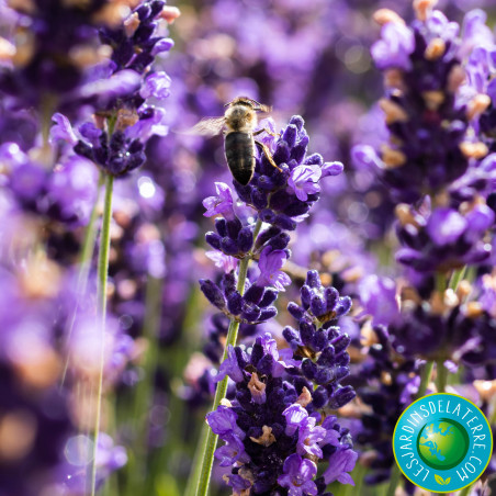 Lavande officinale - Lavandula angustifolia 'Hidcote'