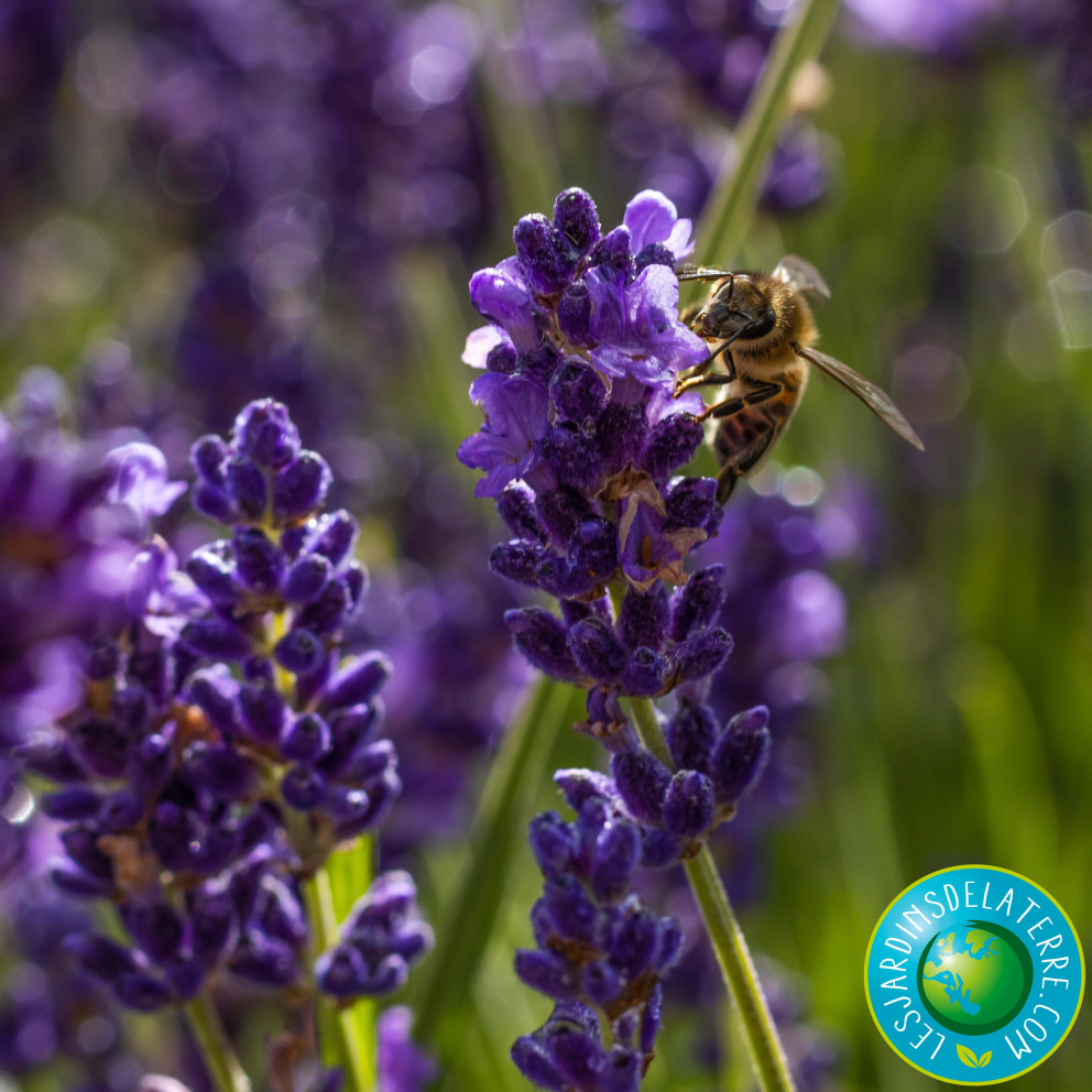 Lavande officinale - Lavandula angustifolia 'Hidcote'