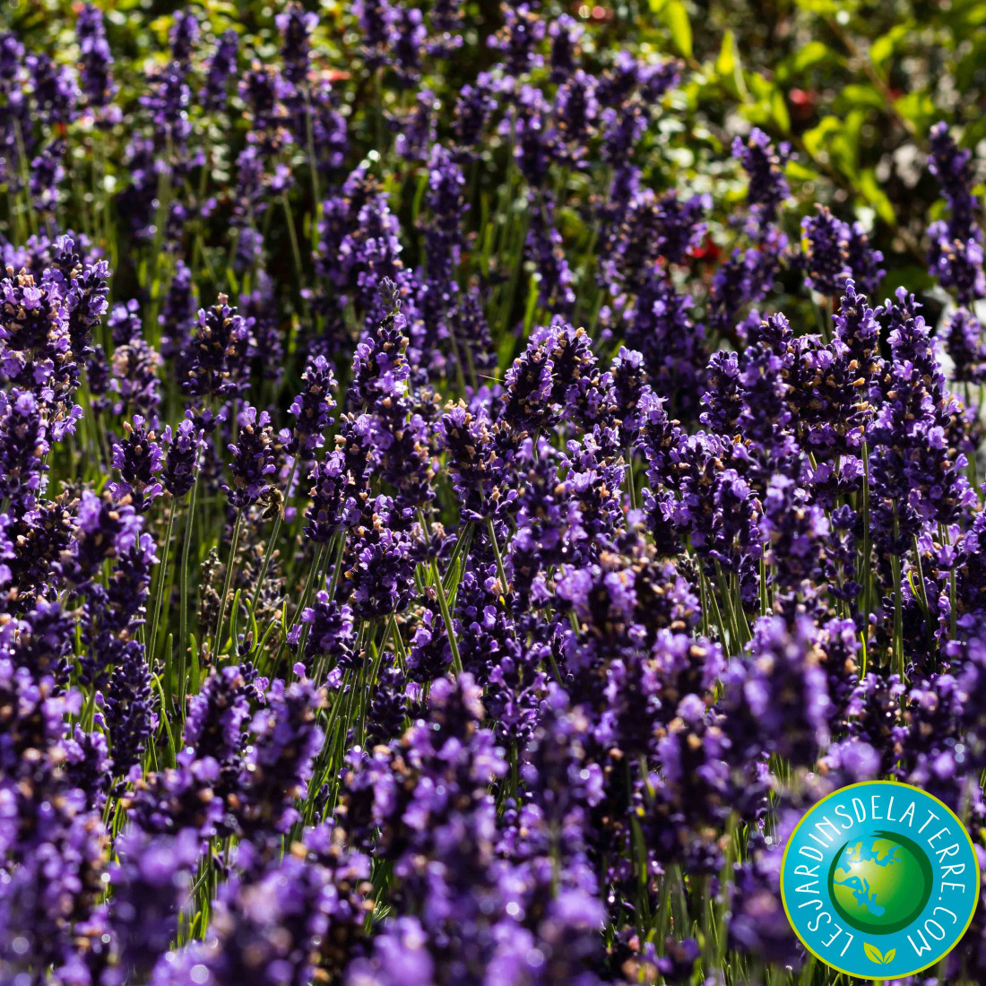 Lavandula angustifolia 'Hidcote Blue' (Lavande vraie)