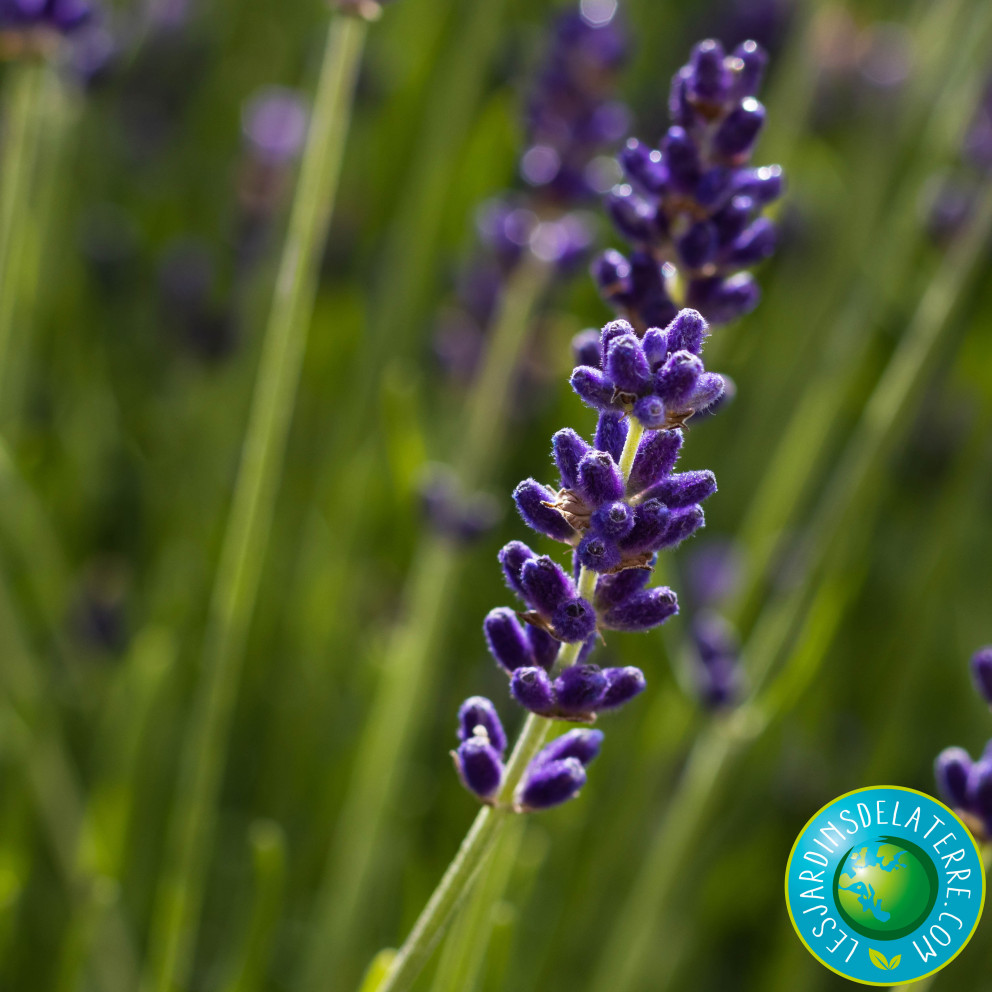 Lavande officinale - Lavandula... Lavande officinale - Lavandula...