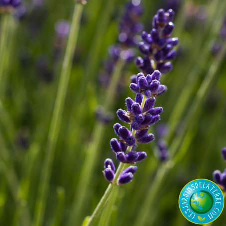 Lavande officinale - Lavandula angustifolia 'Hidcote'