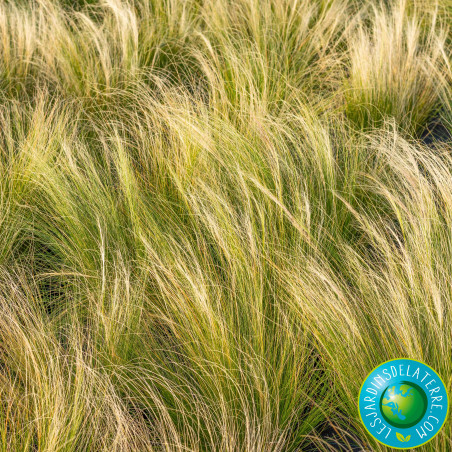 Cheveux d’ange - Stipa tenuissima 'Pony tails’