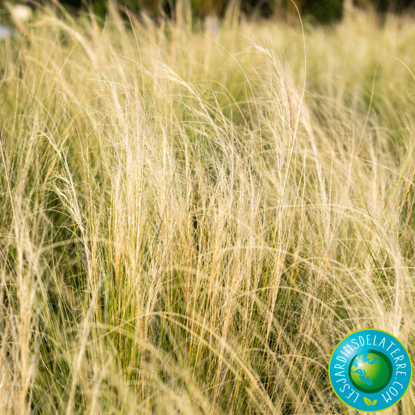 Cheveux d’ange - Stipa...