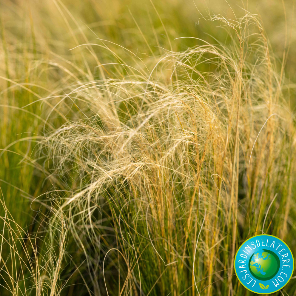 Cheveux d’ange - Stipa tenuissima... Cheveux d’ange - Stipa tenuissima...
