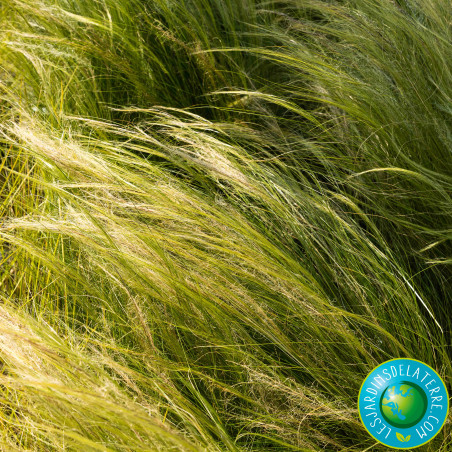 Cheveux d’ange - Stipa tenuissima 'Pony tails’