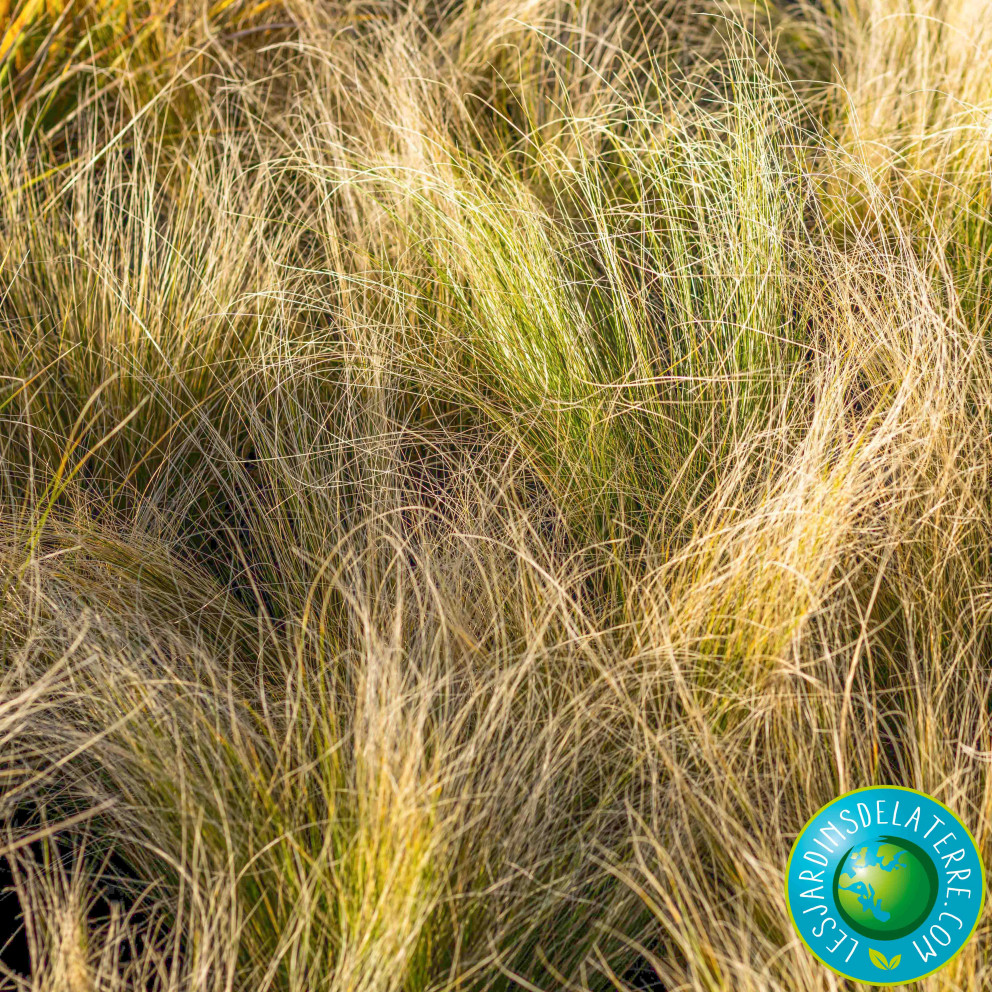 Cheveux d’ange - Stipa tenuissima... Cheveux d’ange - Stipa tenuissima...