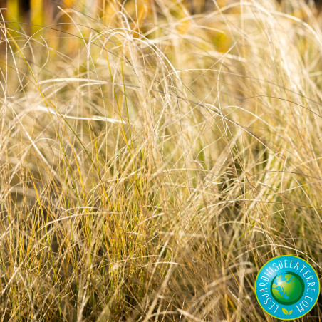 Cheveux d’ange - Stipa tenuissima 'Pony tails’