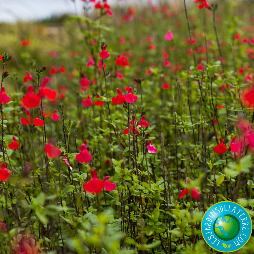 Sauge arbustive - Salvia grahamii