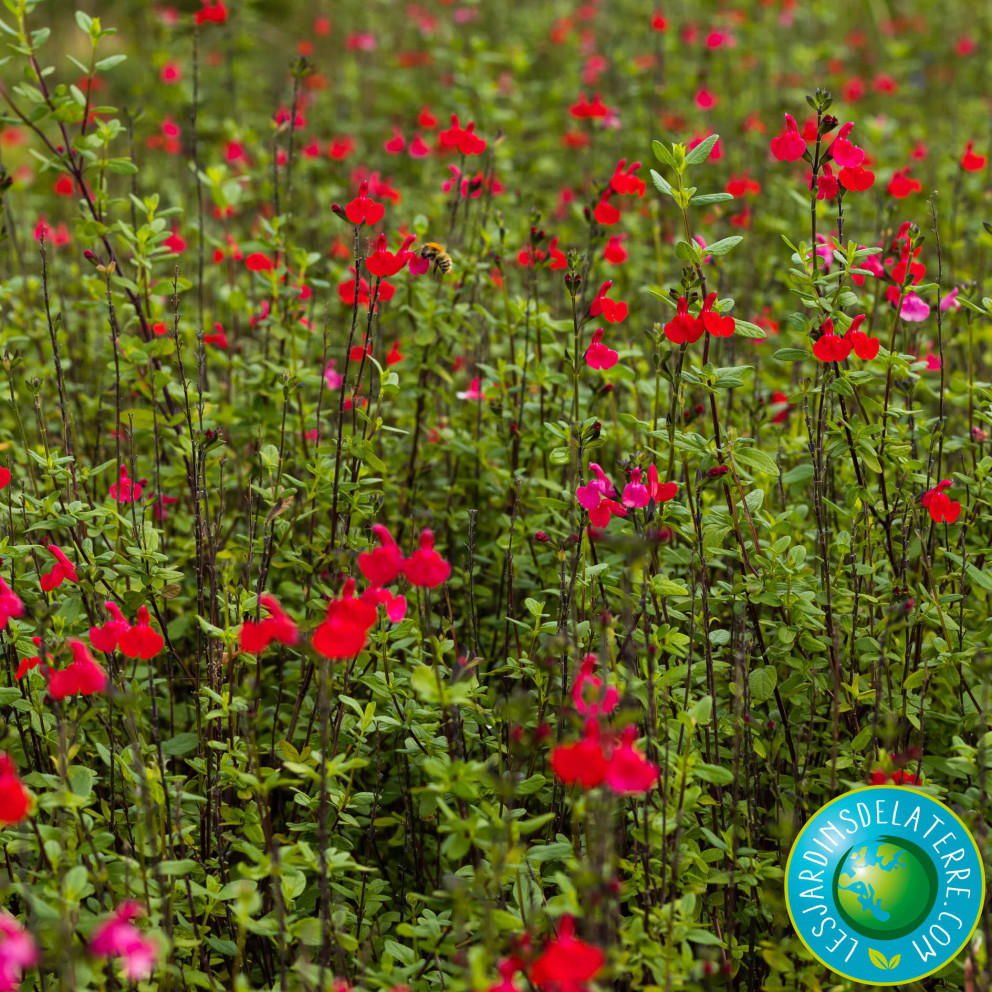 Sauge arbustive - Salvia grahamii