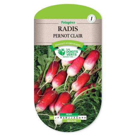 Graines de Radis Pernot clair