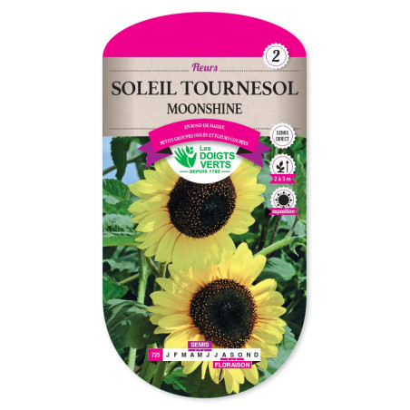Graines de Tournesol 'Moonshine' - Soleil