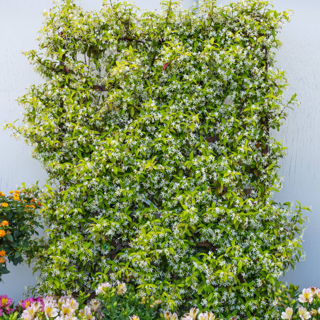 Rhyncospermum vue d'ensemble