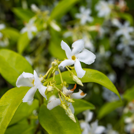 Fleur de Rhyncospermum