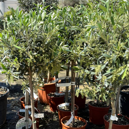 Olivier - Olea europaea